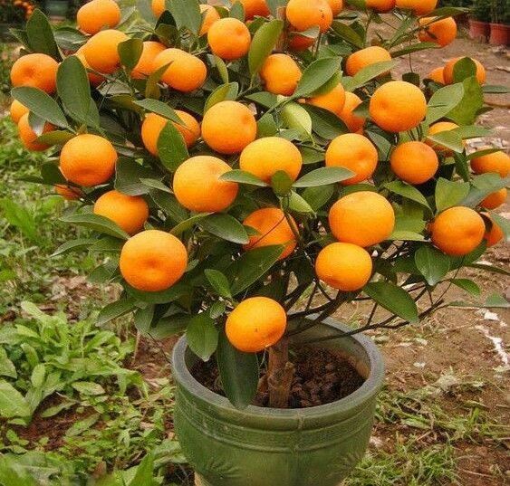 Heirloom Organic Orange Tree Seeds - 20 Seeds to Plant - Ships from Iowa.