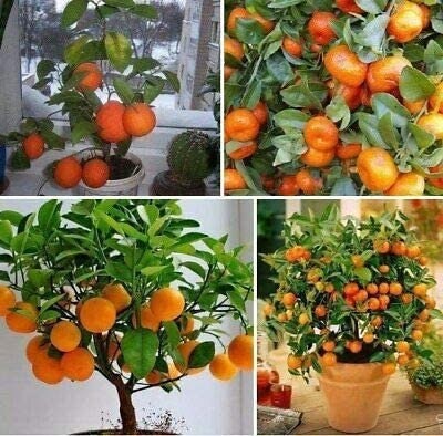 plant an orange tree from seed Orange Tree Seeds to Grow - 20 Seeds , Grow Delicious Oranges