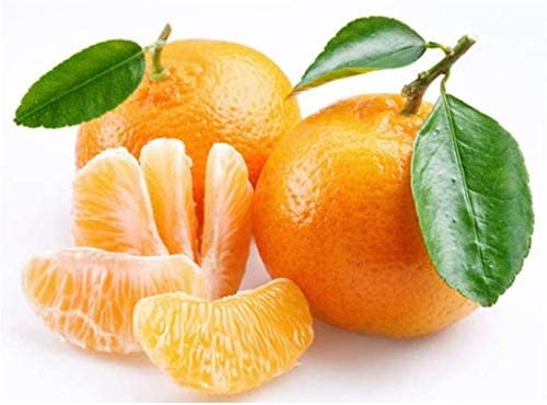 Orange Tree Seeds to Grow - 20 Seeds , Grow Delicious Oranges - Ships from Iowa.