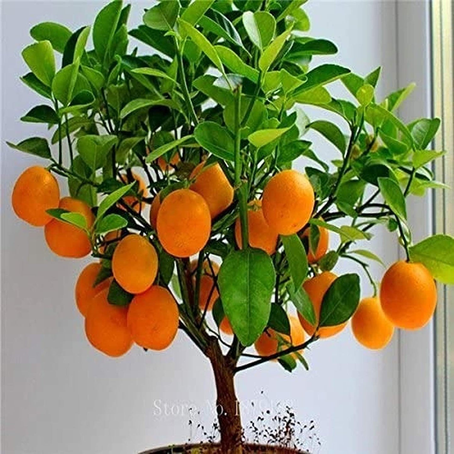 bonsai grapefruit tree Bonsai Orange Tree Seeds, 20 Seeds ,Grow a Delicious Fruit Bearing Bon – Curranfarms