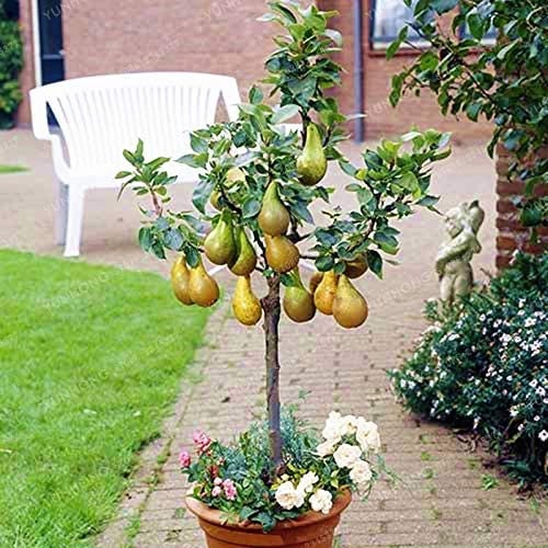bonsai fruit bearing trees Bonsai Pear Tree Seeds - 8 Seeds
