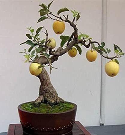 Bonsai Pear Tree Seeds - 8 Seeds - Grow Fruit Bearing Bonsai