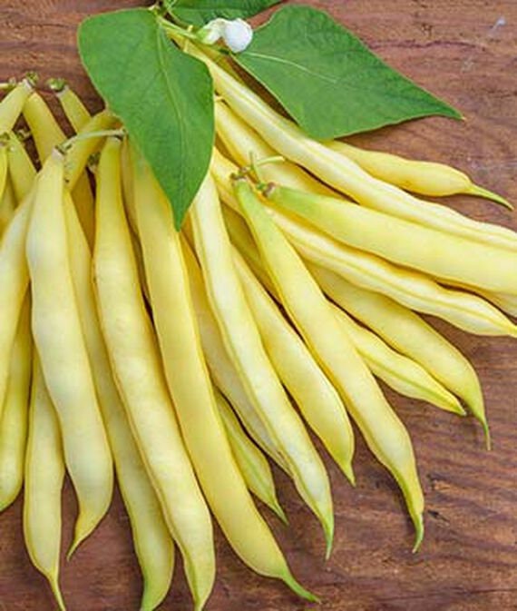 Golden Wax Bean Seeds for Planting | 50+ Seeds + | Made in USA, Ships from Iowa. Non-GMO, Heirloom Seeds