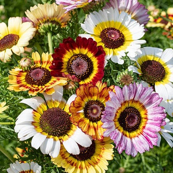 100+ Painted Daisy Flower Seeds Mix - Made in USA, Ships from Iowa. Grow Chrysanthemum Painted Daisy Flowers - Colors Red, White, Yellow