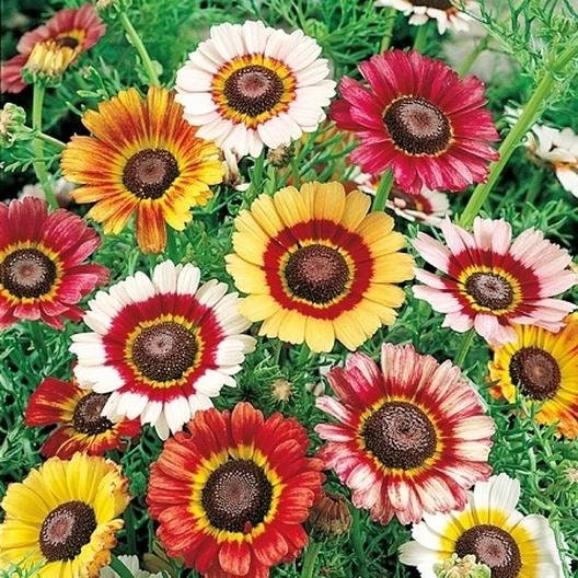 100+ Painted Daisy Flower Seeds Mix - Made in USA, Ships from Iowa. Grow Chrysanthemum Painted Daisy Flowers - Colors Red, White, Yellow