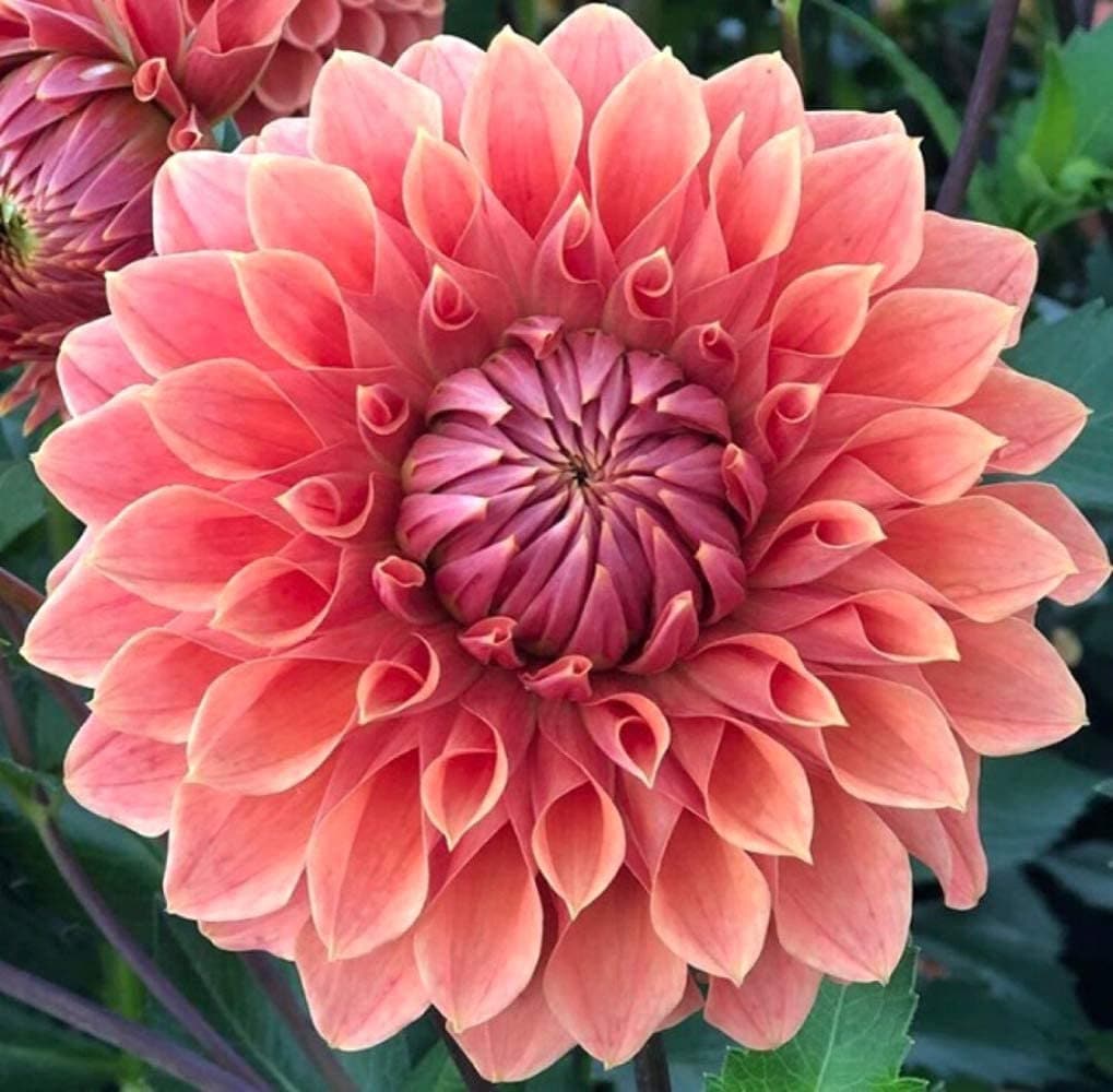 Dahlia Flower Seeds, Exotic Mix 100+ Seeds - Made in USA, Ships from Iowa.