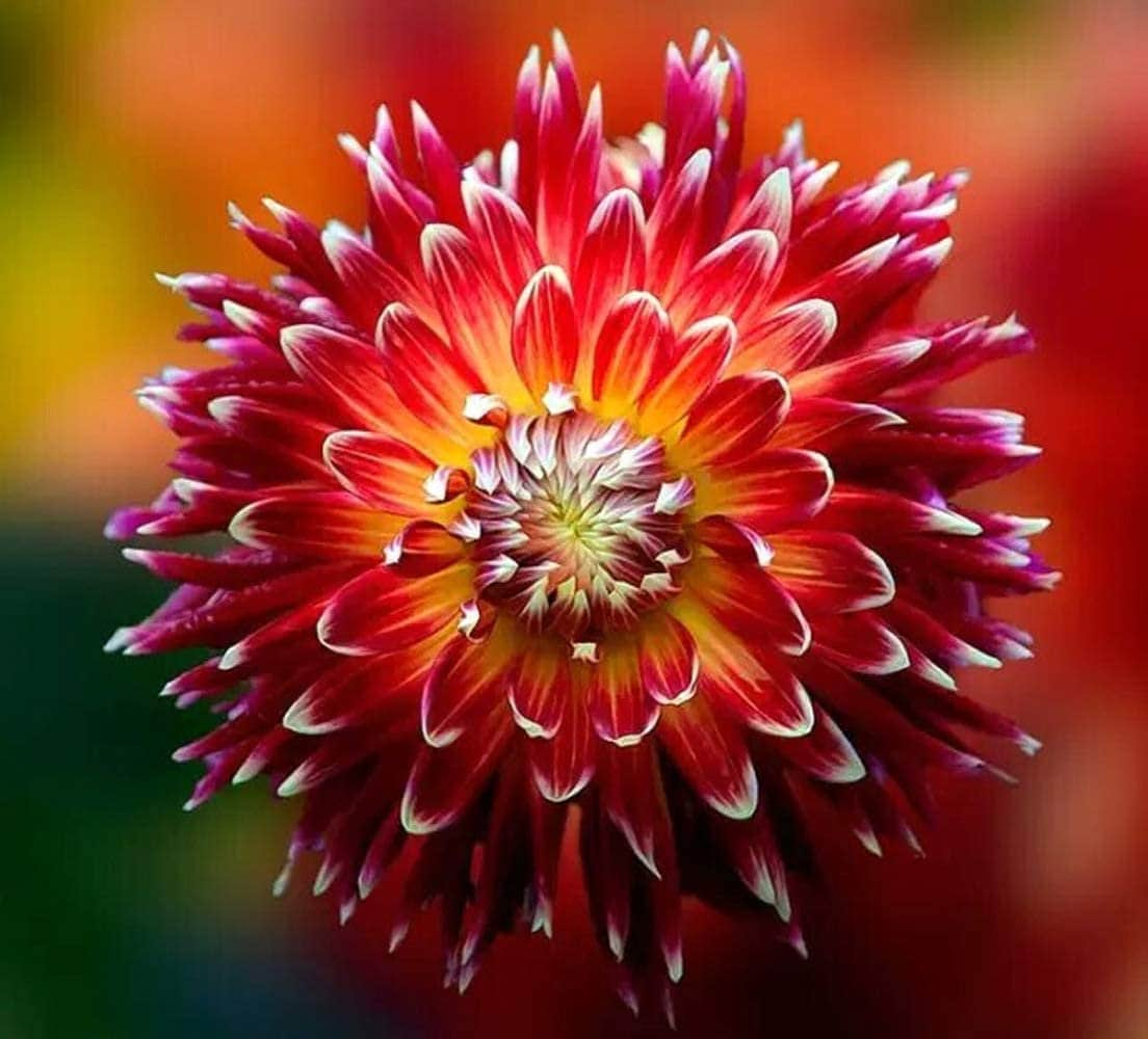 Dahlia Flower Seeds, Exotic Mix 100+ Seeds - Made in USA, Ships from Iowa.