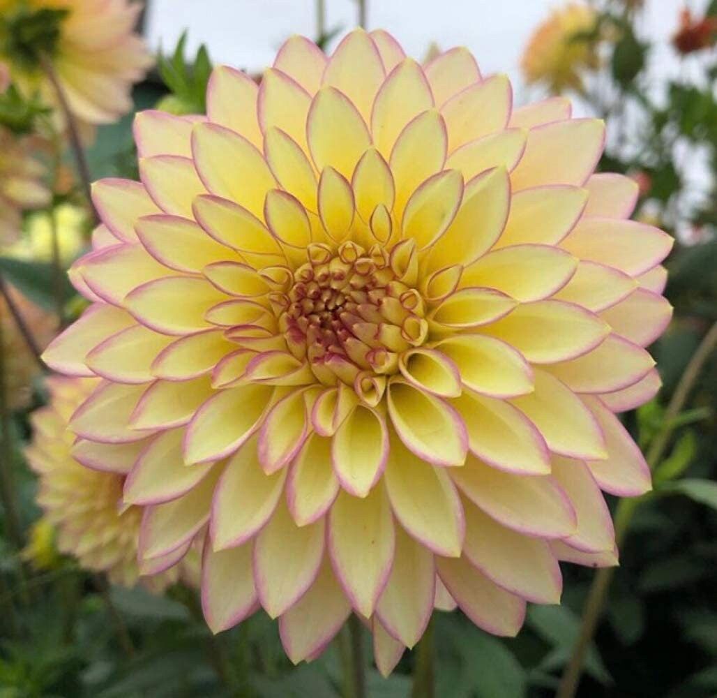 Dahlia Flower Seeds, Exotic Mix 100+ Seeds - Made in USA, Ships from Iowa.