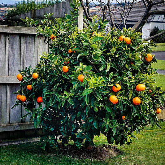 Heirloom Organic Orange Tree Seeds - 20 Seeds to Plant - Ships from Iowa.