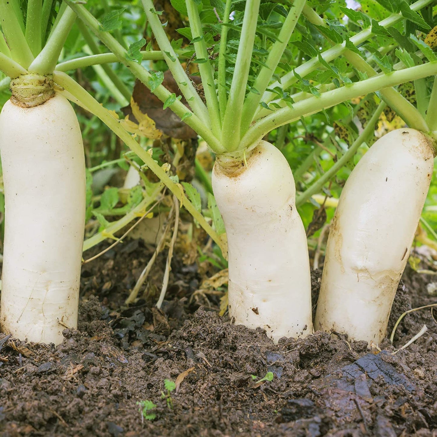 Earthquake Radish Seeds | 100+ Seeds | Great for Breaking up Hard Soil, Cover Crop. Grow Your Own Food, Delicious