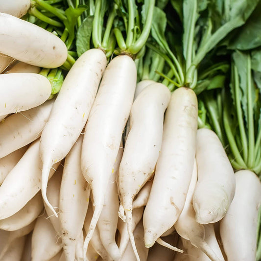 Radish Seeds for Planting | 100+ Seeds | Icicle Radish. Great for Breaking up Hard Soil, Cover Crop. Grow Your Own Food, Delicious