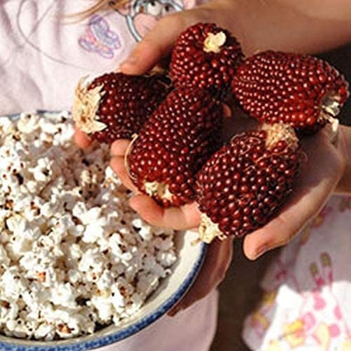 Strawberry Popcorn Seeds to Grow - Made in USA. Grow Your own Strawberry Popcorn