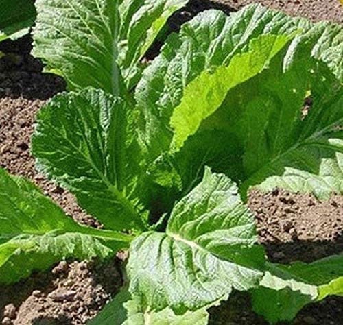 Florida Broadleaf Mustard Greens | 250+ Seeds to Grow | Made in USA, Ships from Iowa