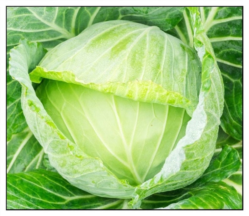 Golden Acre Cabbage Seeds - 250+ Seeds - Made in USA, Ships from Iowa