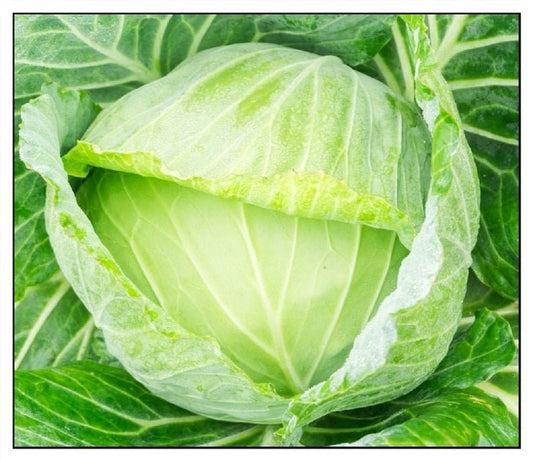 Golden Acre Cabbage Seeds - 250+ Seeds - Made in USA, Ships from Iowa