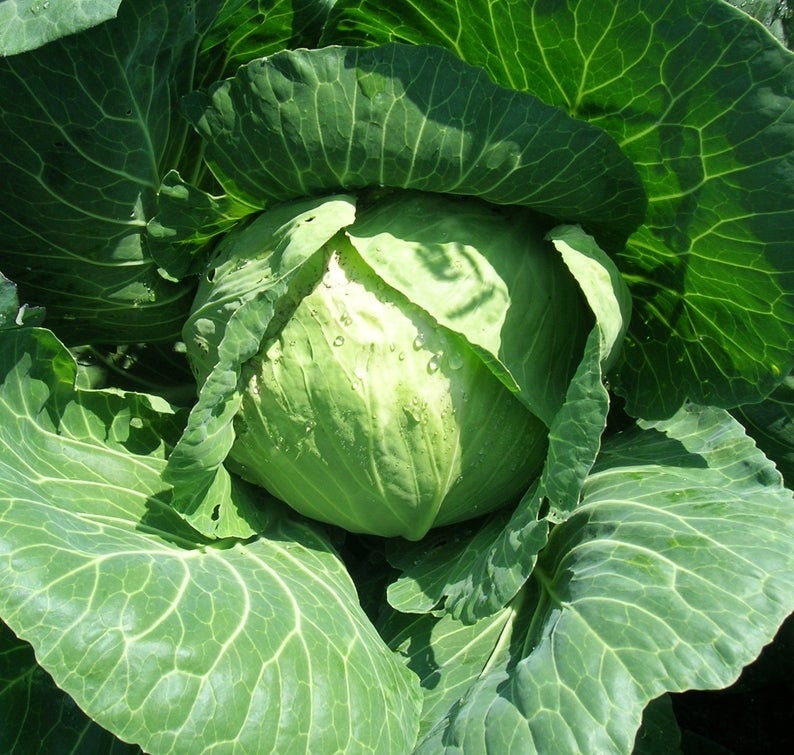 Golden Acre Cabbage Seeds - 250+ Seeds - Made in USA, Ships from Iowa