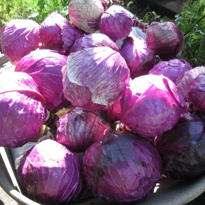 Red Acre Cabbage Seeds - 250+ Seeds - Made in USA, Ships from Iowa