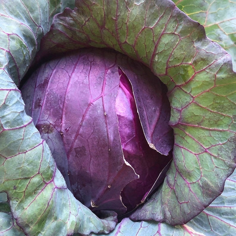 Red Acre Cabbage Seeds - 250+ Seeds - Made in USA, Ships from Iowa