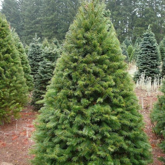 Douglas Fir Tree Seeds ( Pseudotsuga menziesii ) 20+Seeds - Ships from Iowa, USA