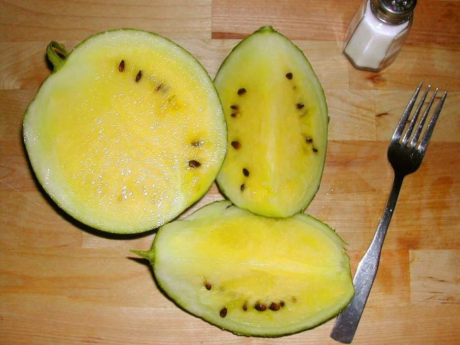 Heirloom Yellow Watermelon Seeds - Grow Exotic Yellow Watermelons, Delicious - Made in USA, Ships from Iowa.