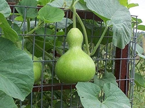 Birdhouse Gourd Seeds - 10+ Seeds - Used as Canteen in Antiquity. Exotic and Rare