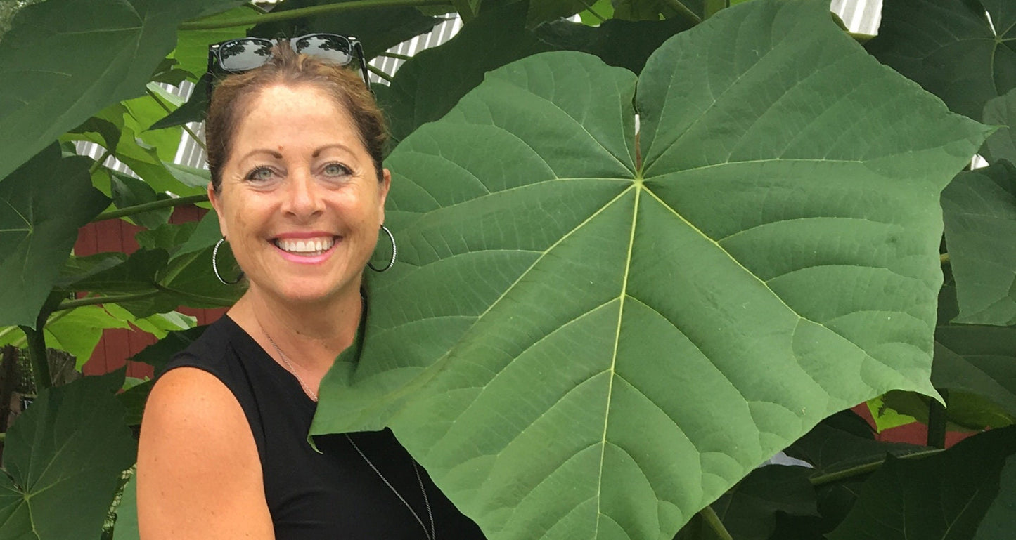 Empress Tree Seeds - 250+ Seeds - Fastest Growing Hardwood Tree - 15 Feet a Year - Paulownia elongata