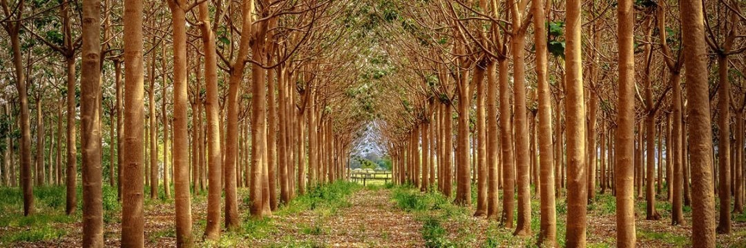 Empress Tree Seeds - 250+ Seeds - Fastest Growing Hardwood Tree - 15 Feet a Year - Paulownia elongata
