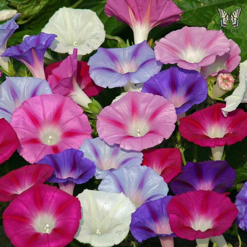 100+ Mixed Japanese Morning Glory Seeds Flowers Ipomoea Nil Flower Vine