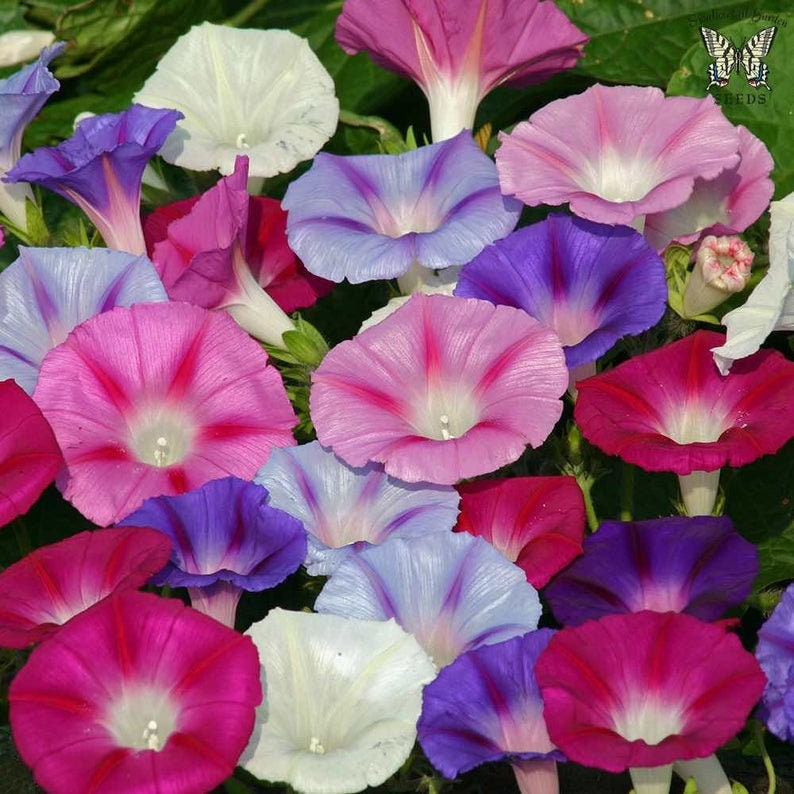 Mixed Color Tall Morning Glory Climbing Vine | 150 Seeds to Plant | Beautiful Flowering Vine. Made in USA, Ships from Iowa