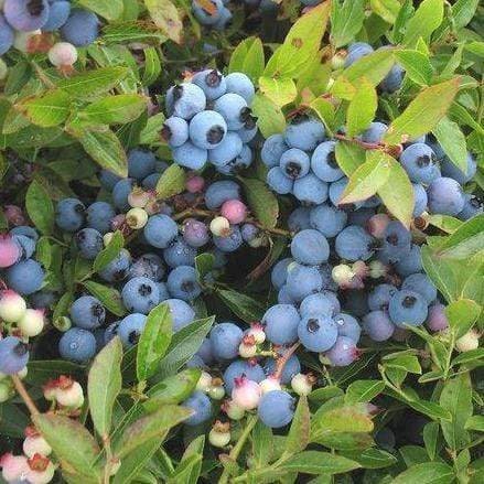 Lowbush Blueberry Seeds - 30+ Seeds - Made in USA, Ships from Iowa