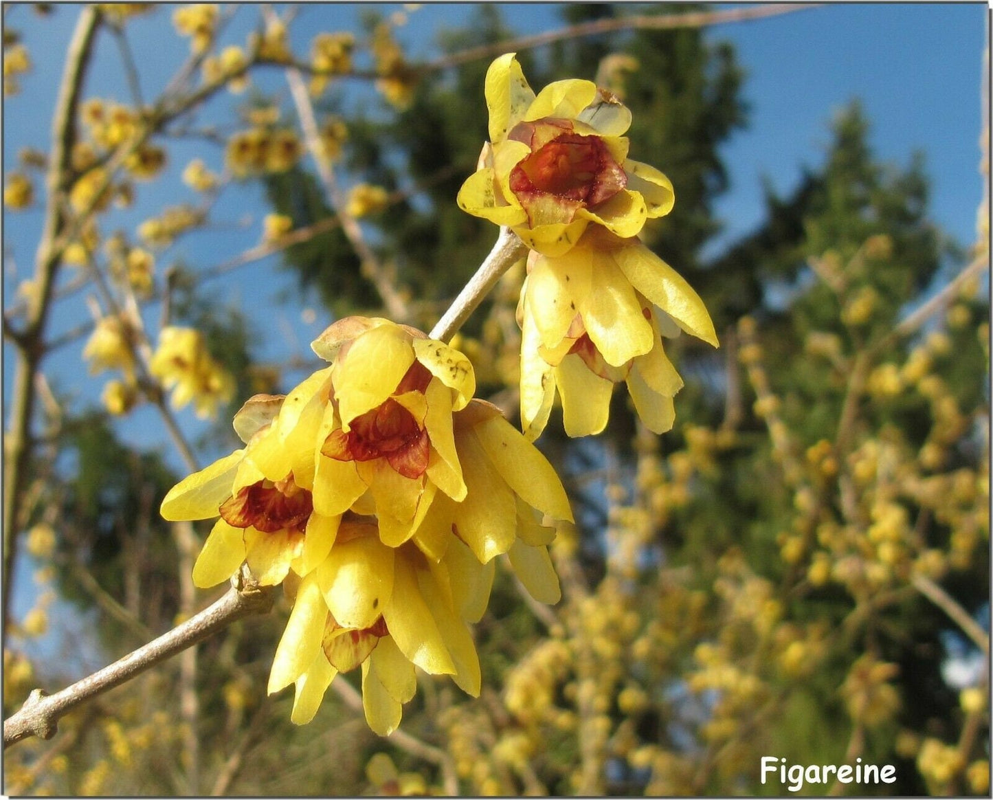 Wintersweet Chimonanthus praecox 10 Seeds - Ships from Iowa, USA