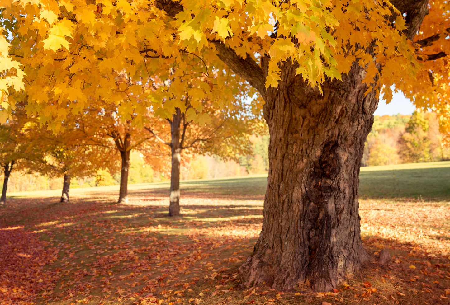 Sugar Maple Tree Seeds - 20+Seeds to Grow - Vibrant Fall Leaves - Acer Saccharum