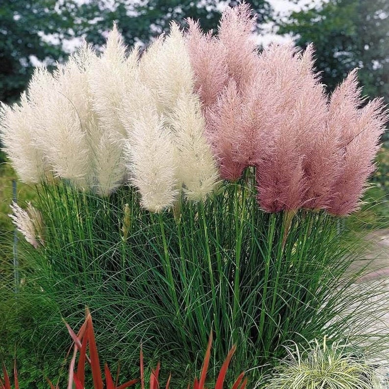 Giant White Pampas Grass Seeds - 100 Seeds - Ornamental Grass for Landscaping or Decoration - Made in USA