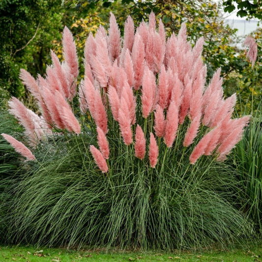 Pink Pampas Grass Seeds - 100 Seeds - Ornamental Grass for Landscaping or Decoration - Made in USA