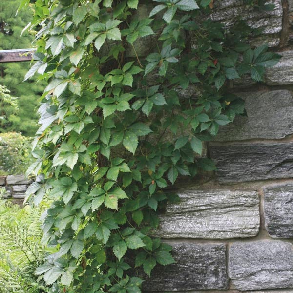 Virginia Creeper Seeds - Fresh Seeds - Parthenocissus quinquefolia. Ship from USA