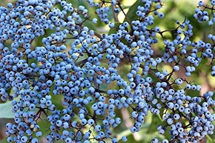 Blue Elderberry Seeds - 50 Seeds to Plant - Sambucus Caerulea - Non-GMO Seeds, Made in USA, Ships from Iowa