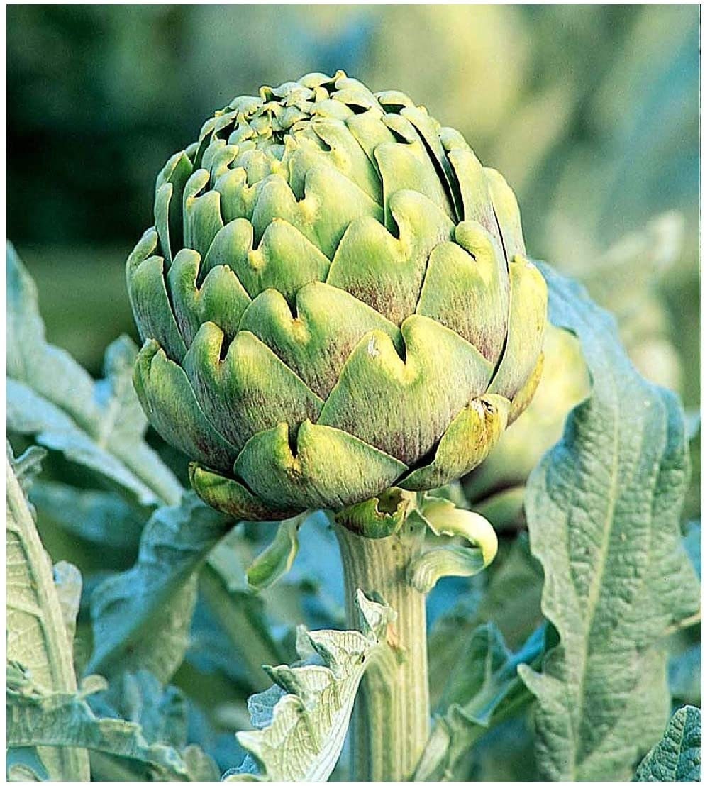 Globe Artichoke Seeds for Planting - 30+ Seeds - Rare Garden Vegetable Seeds