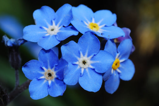 500+ Blue Forget Me Not Seeds for Planting | Exotic Garden Flowers | Made in USA, Ships from Iowa.