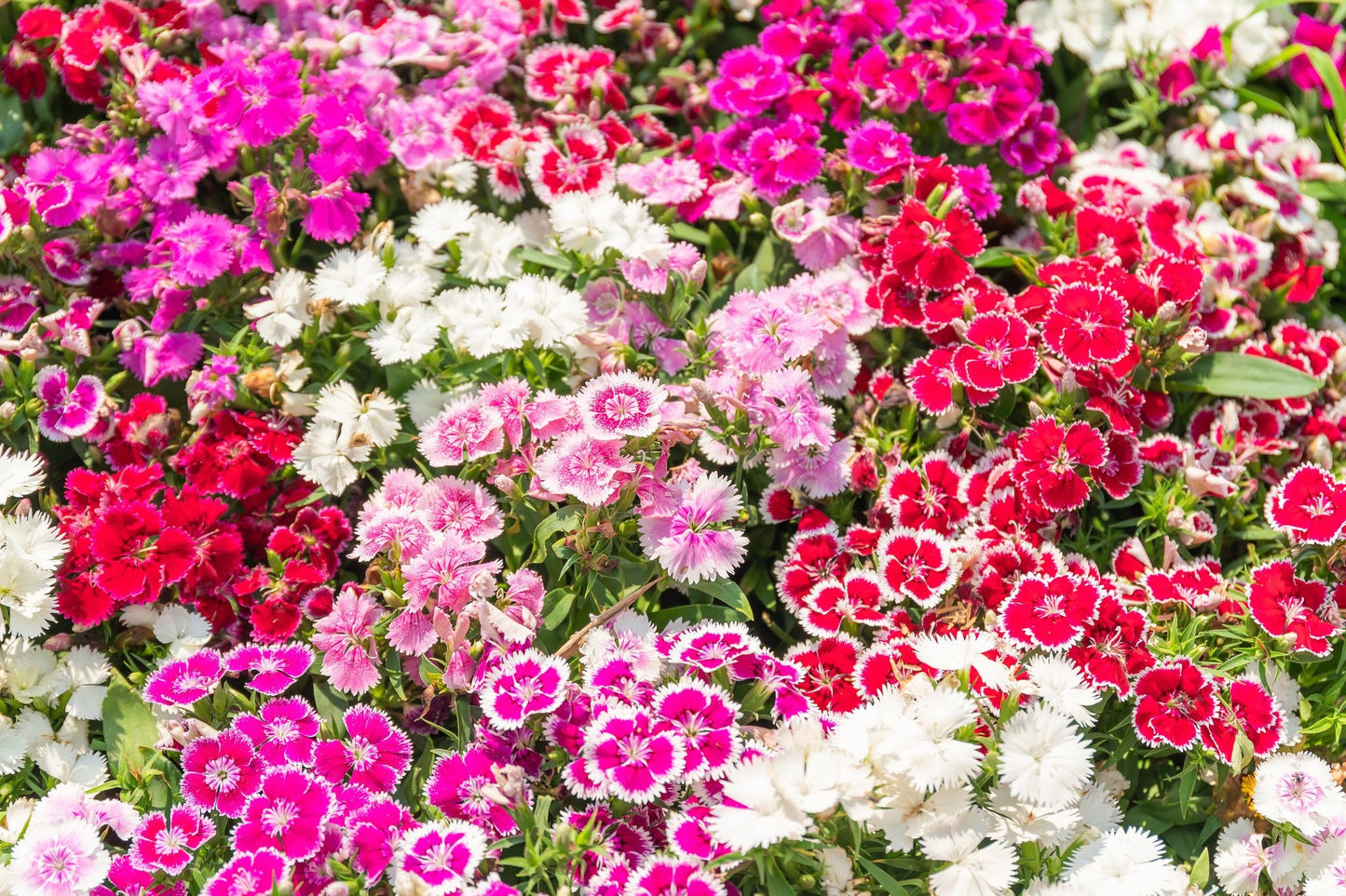 250+ Sweet William Flower Seeds, Single Mix | Exotic Garden Flowers | Made in USA, Ships from Iowa