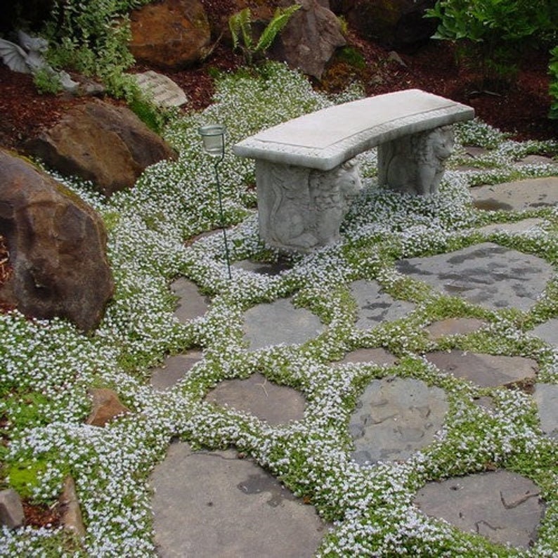 Snow in Summer Ground Cover - 500+ Seeds, Single Mix - Exotic White Ground Vine | Made in USA, Ships from Iowa.