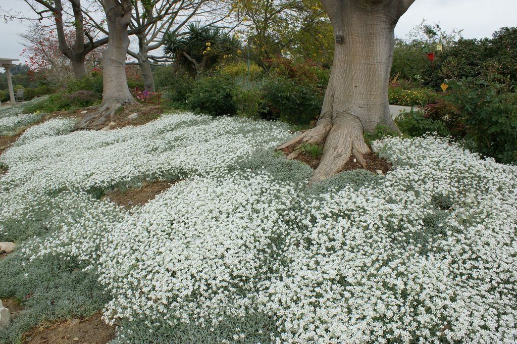 Snow in Summer Ground Cover - 500+ Seeds, Single Mix - Exotic White Ground Vine | Made in USA, Ships from Iowa.