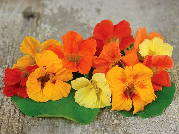 Tall Trailing Mix Nasturtium - Easy to Grow - Made in USA, Ships from Iowa.