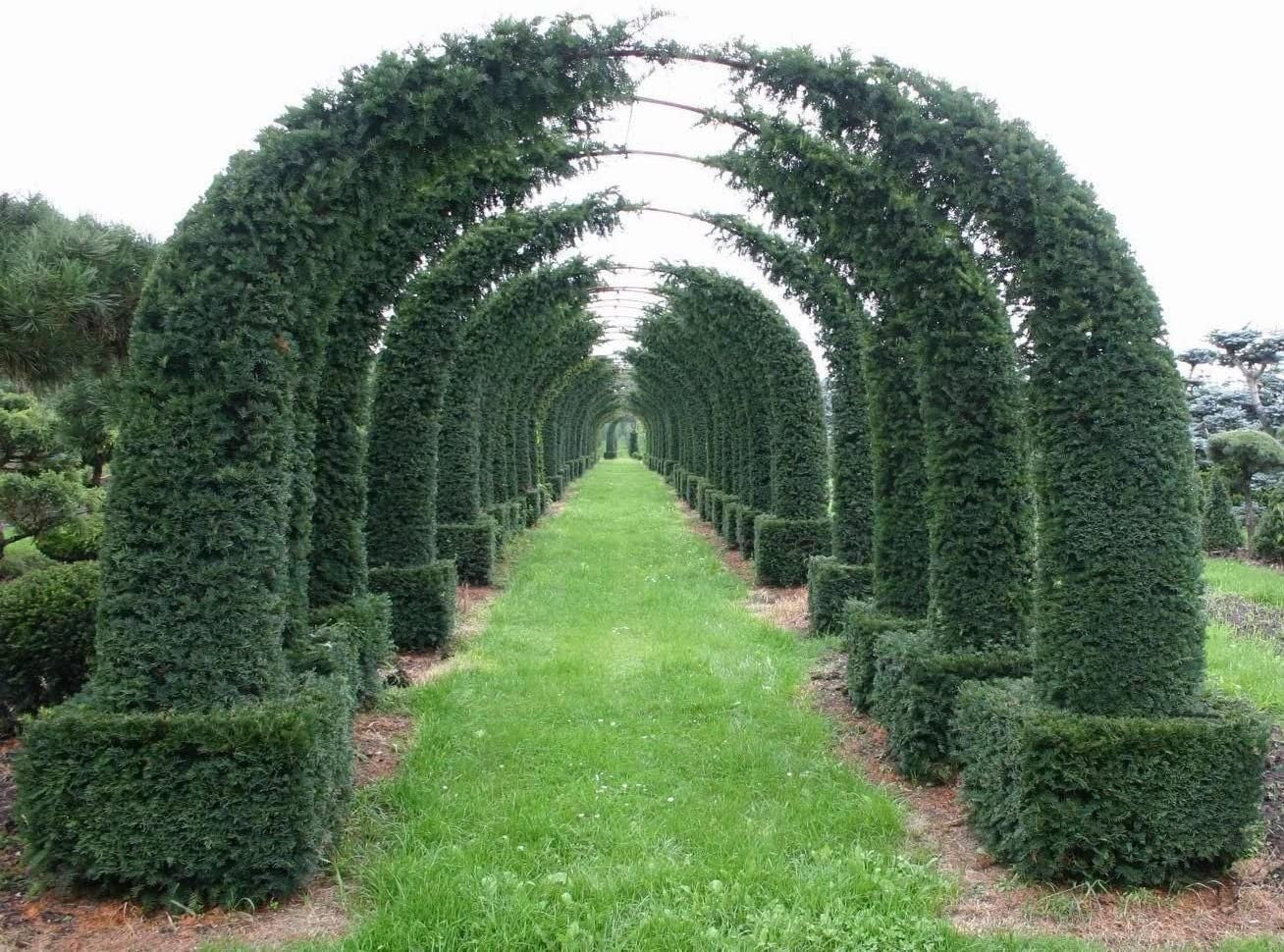 20 English Yew Seeds
