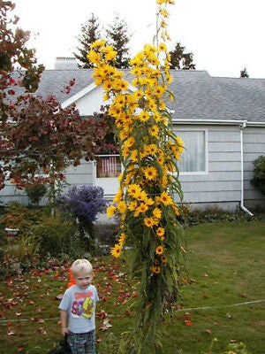 Giant Maximillian Sunflower Seeds - Perennial Sunflower - 200+ Seeds - Made in USA