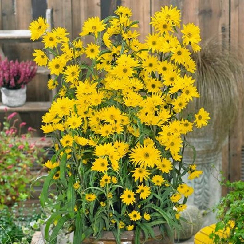 Giant Maximillian Sunflower Seeds - Perennial Sunflower - 200+ Seeds - Made in USA