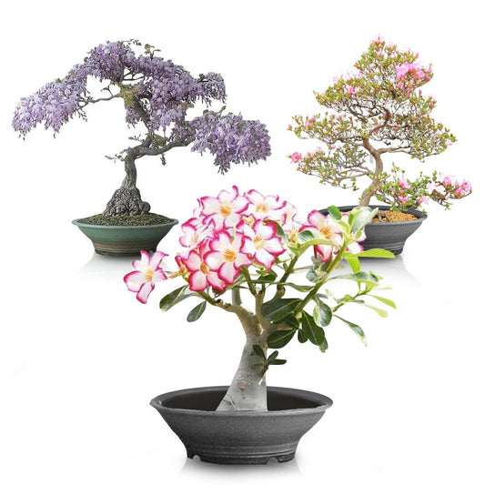 Bonsai Seed Bundle #2 - 3 Types - Desert Rose, Japanese Cherry Blossom, Chinese Wisteria