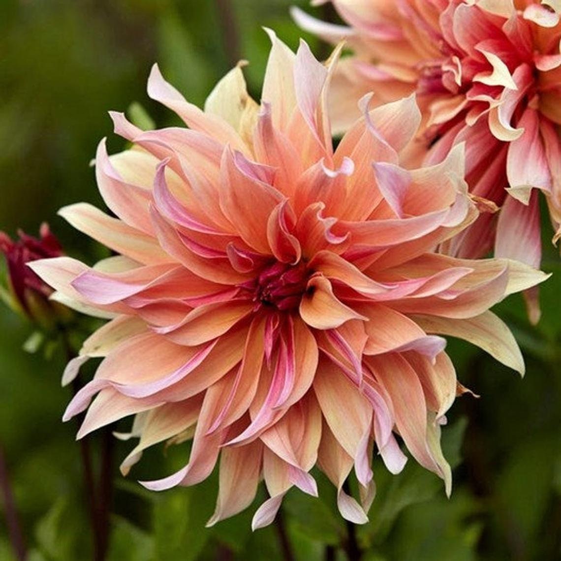 Dahlia Labyrinth  Flower Seeds, Exotic Mix 100+ Seeds - Made in USA, Ships from Iowa.