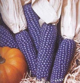 Kathy's Exotic Blue - 25 Seeds to Plant - Blue Corn is The Most Rare - Grow Blue Popcorn