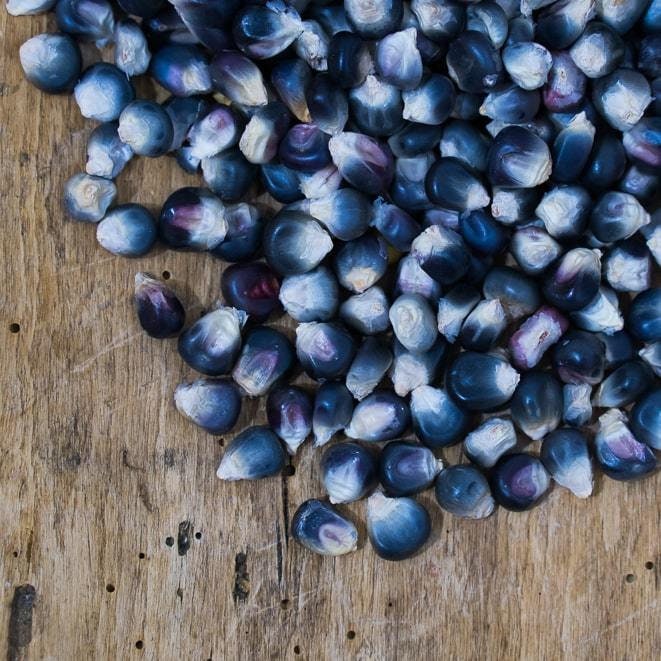 Kathy's Exotic Blue - 25 Seeds to Plant - Blue Corn is The Most Rare - Grow Blue Popcorn