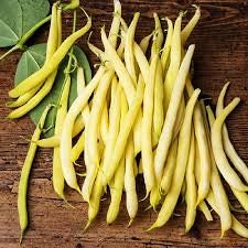 Golden Wax Bean Seeds for Planting | 50+ Seeds + | Made in USA, Ships from Iowa. Non-GMO, Heirloom Seeds